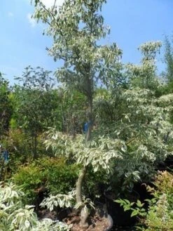 Reuzenkornoelje (Cornus Controversa 'Variegata') -OL Planten Winkel cornus controversa variegata 175 200 250 1