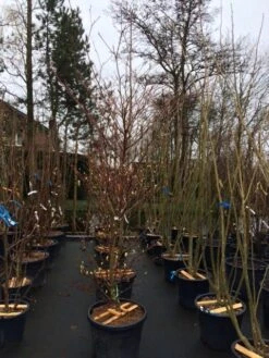 Reuzenkornoelje (Cornus Controversa 'Variegata') -OL Planten Winkel cornus controversa variegata 2 1