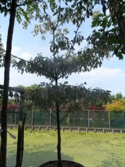 Reuzenkornoelje (Cornus Controversa 'Variegata') -OL Planten Winkel cornus controversa variegata 250 300 c285 1