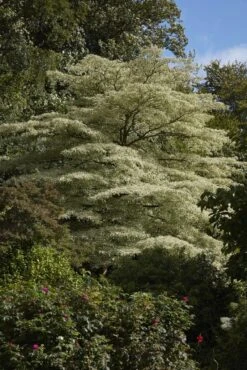 Reuzenkornoelje (Cornus Controversa 'Variegata') -OL Planten Winkel cornus controversa variegata 2 1 1
