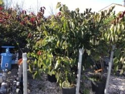 Groenblijvende Kornoelje (Cornus Elliptica) 8 Groenblijvende Kornoelje (Cornus Elliptica) -OL Planten Winkel cornus elliptica 125 150cm