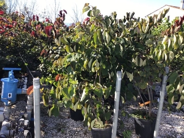 Groenblijvende Kornoelje (Cornus Elliptica) 5 Groenblijvende Kornoelje (Cornus Elliptica) - Afbeelding 3