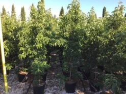 Groenblijvende Kornoelje (Cornus Elliptica) 9 Groenblijvende Kornoelje (Cornus Elliptica) -OL Planten Winkel cornus elliptica 125150cm c18