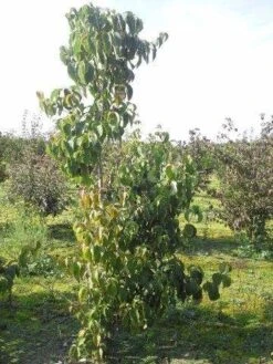 Veelbloemige Kornoelje (Cornus Florida 'Cloud Nine') -OL Planten Winkel cornus florida 180 1