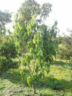 Amerikaanse Kornoelje (Cornus Florida 'Rubra') -OL Planten Winkel cornus florida 180 3 2 1