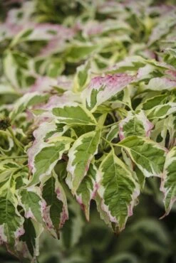 Kornoelje (Cornus Florida 'Cherokee Daybreak') -OL Planten Winkel cornus florida cherokee daybreak 1