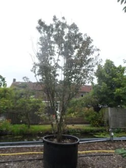 Amerikaanse Kornoelje (Cornus Florida 'Rubra') -OL Planten Winkel cornus florida rubra 400 500 c750