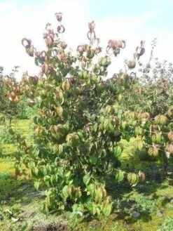 Kornoelje (Cornus Kousa 'China Girl') -OL Planten Winkel cornus kousa 180 2