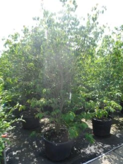 Kornoelje (Cornus Kousa 'China Girl') -OL Planten Winkel cornus kousa china girl 200 250 c90 1