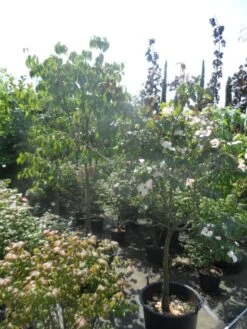 Japanse Kornoelje (Cornus Kousa) -OL Planten Winkel cornus kousa in soorten halfstam c50