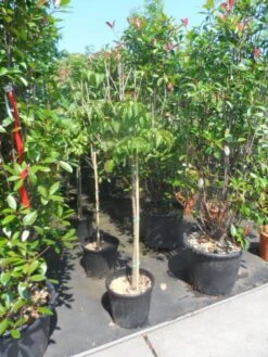 Japanse Kornoelje (Cornus Kousa) -OL Planten Winkel cornus kousa satomi 100stam c20