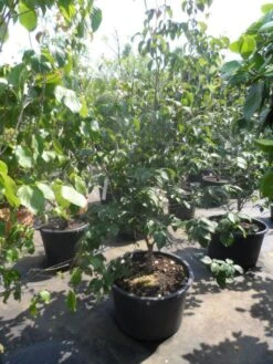 Japanse Kornoelje (Cornus Kousa) -OL Planten Winkel cornus kousa satomi 150 175 200