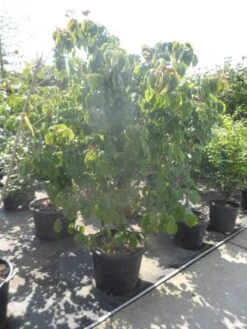 Japanse Kornoelje (Cornus Kousa) -OL Planten Winkel cornus kousa satomi 200 225 1