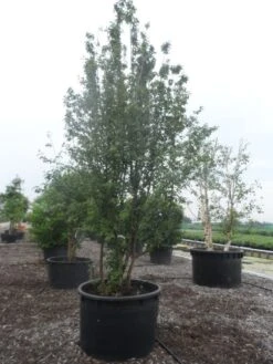 Gele Kornoelje (Cornus Mas) -OL Planten Winkel cornus mas 400 500 c750