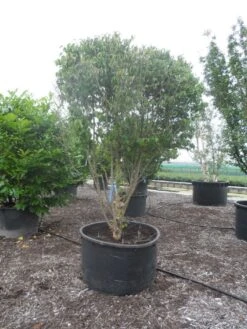 Gele Kornoelje (Cornus Mas) -OL Planten Winkel cornus mas ombrella c600 2