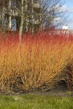Kornoelje (Cornus Sanguinea 'Midwinter Fire') -OL Planten Winkel cornus sanguinea midwinter fire02