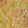 Kornoelje (Cornus Sanguinea 'Winter Beauty) -OL Planten Winkel cornus sanguinea winter beauty 1