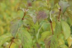 Kornoelje (Cornus Sanguinea 'Winter Beauty) -OL Planten Winkel cornus sanguinea winter beauty 2