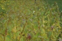 Kornoelje (Cornus Sanguinea 'Winter Beauty) -OL Planten Winkel cornus sanguinea winter beauty 3