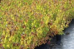 Kornoelje (Cornus Sanguinea 'Winter Beauty) -OL Planten Winkel cornus winter beauty 1