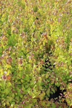 Kornoelje (Cornus Sanguinea 'Winter Beauty) -OL Planten Winkel cornus winter beauty 2