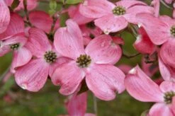 Amerikaanse Kornoelje (Cornus Florida 'Rubra')