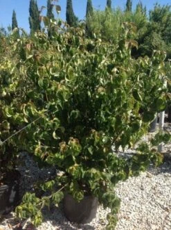 Japanse Kornoelje (Cornus Kousa 'Weisse Fontaine') -OL Planten Winkel cornuskousa125 1