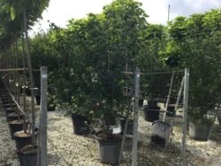 Japanse Kornoelje (Cornus Kousa 'Weisse Fontaine') -OL Planten Winkel cornuskousa175 1