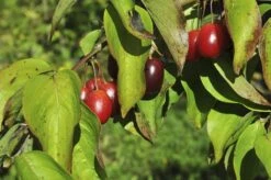 Gele Kornoelje (Cornus Mas) -OL Planten Winkel cornusmas vruchtv01 2