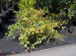 Schijnhazelaar (Corylopsis Pauciflora) -OL Planten Winkel corylopsis pauciflora c15