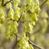 Schijnhazelaar (Corylopsis Spicata) 2 Schijnhazelaar (Corylopsis Spicata) -OL Planten Winkel corylopsis spicata