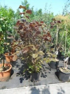 Rode Hazelaar (Corylus Maxima 'Purpurea') -OL Planten Winkel corylus maxima purpurea 125 150 175 c20 1