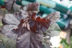 Rode Hazelaar (Corylus Maxima 'Purpurea') -OL Planten Winkel corylus maxima purpurea 1
