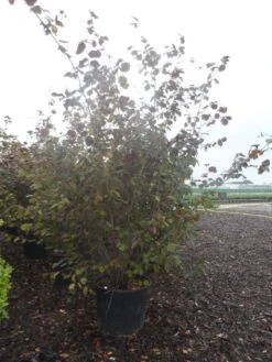 Rode Hazelaar (Corylus Maxima 'Purpurea') -OL Planten Winkel corylus maxima purpurea 200 250 c70 90