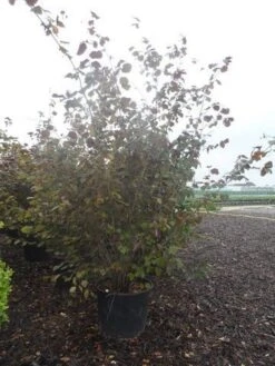 Rode Hazelaar (Corylus Maxima 'Purpurea') -OL Planten Winkel corylus maxima purpurea 200 250 c70 90 1