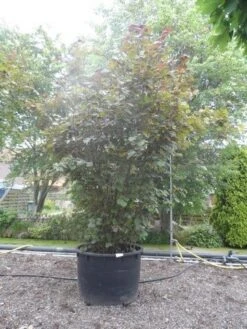 Rode Hazelaar (Corylus Maxima 'Purpurea') -OL Planten Winkel corylus maxima purpurea 300 400 c750 1