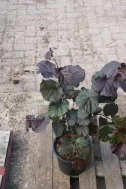 Rode Hazelaar (Corylus Maxima 'Purpurea') -OL Planten Winkel corylus maxima purpurea 3