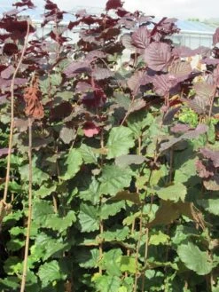Rode Hazelaar (Corylus Maxima 'Purpurea') -OL Planten Winkel corylus maxima purpurea 2
