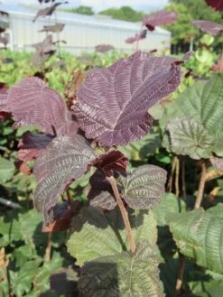 Rode Hazelaar (Corylus Maxima 'Purpurea') -OL Planten Winkel corylus maxima purpurea 3