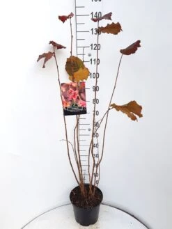 Hazelaar/Hazelnoot (Corylus Avellana 'Rode Zellernoot') -OL Planten Winkel corylus rode zellernoot c10 v01