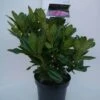 Rhododendron (Rhododendron 'Cosmopolitan') -OL Planten Winkel cosmopolitan c5 voor 1
