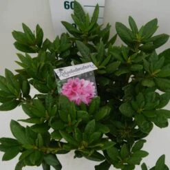 Rhododendron (Rhododendron 'Cosmopolitan') -OL Planten Winkel cosmopolitan c7.5 boven 1