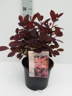 Pruikenboom Als Struik (Cotinus Coggygria 'Royal Purple') -OL Planten Winkel cotinus 3 6