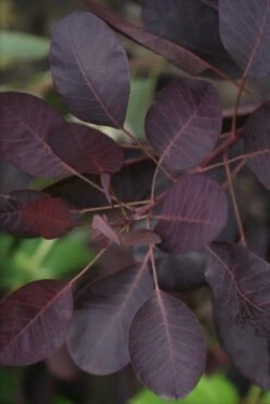 Pruikenboom Als Struik (Cotinus Coggygria 'Royal Purple') -OL Planten Winkel cotinus cog. royal purple 2