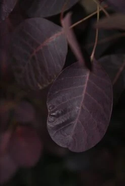 Pruikenboom Als Struik (Cotinus Coggygria 'Royal Purple') -OL Planten Winkel cotinus cog. royal purple 3