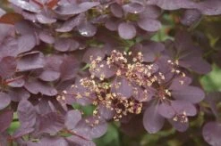 Pruikenboom Als Struik (Cotinus Coggygria 'Royal Purple') -OL Planten Winkel cotinus coggygria royal purple 1
