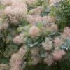 Pruikenboom (Cotinus 'Grace') -OL Planten Winkel cotinus grace