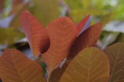 Pruikenboom (Cotinus 'Grace') -OL Planten Winkel cotinus grace 2