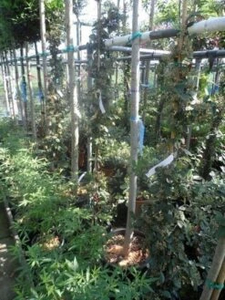 Dwergmispel (Cotoneaster Lacteus) -OL Planten Winkel cotoneaster lacteus c10 100 150 1 2