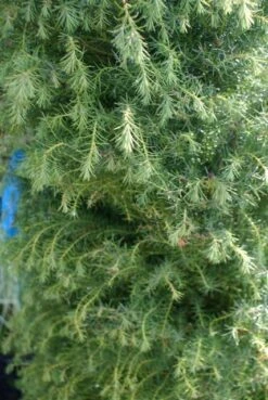 Sikkelden (Cryptomeria Japonica 'Elegans') -OL Planten Winkel cryptomeria j. elegans 150 175 c50 pir 3
